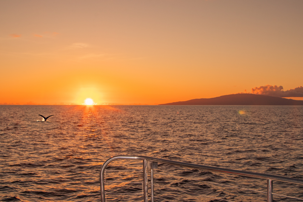 Ka'anapali Sunset Whale Watch