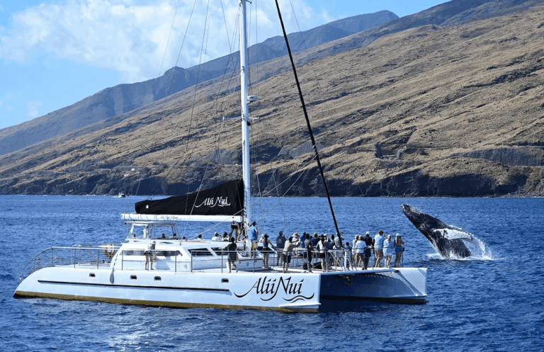 Catamaran Whale Watch