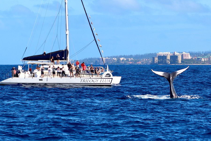 Ka'anapali Whale Watch