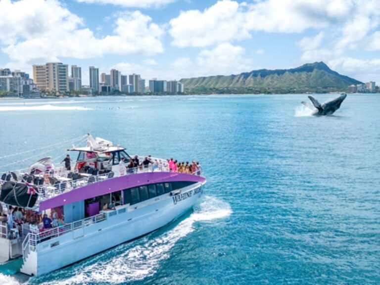 Whale Watching Adventure