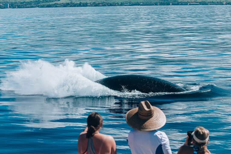 Ka’anapali Classic Whale Watch