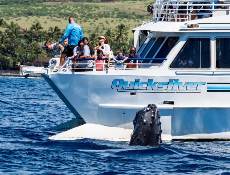 Early Bird Whale Watch