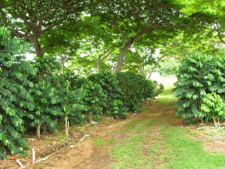 Coffee Farm & Mill Tour