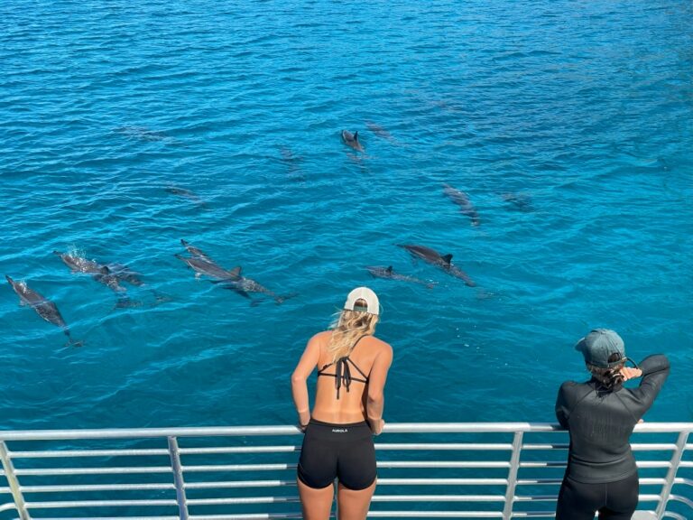 Afternoon Dolphin Watch & Reef Snorkel With Ocean Activities