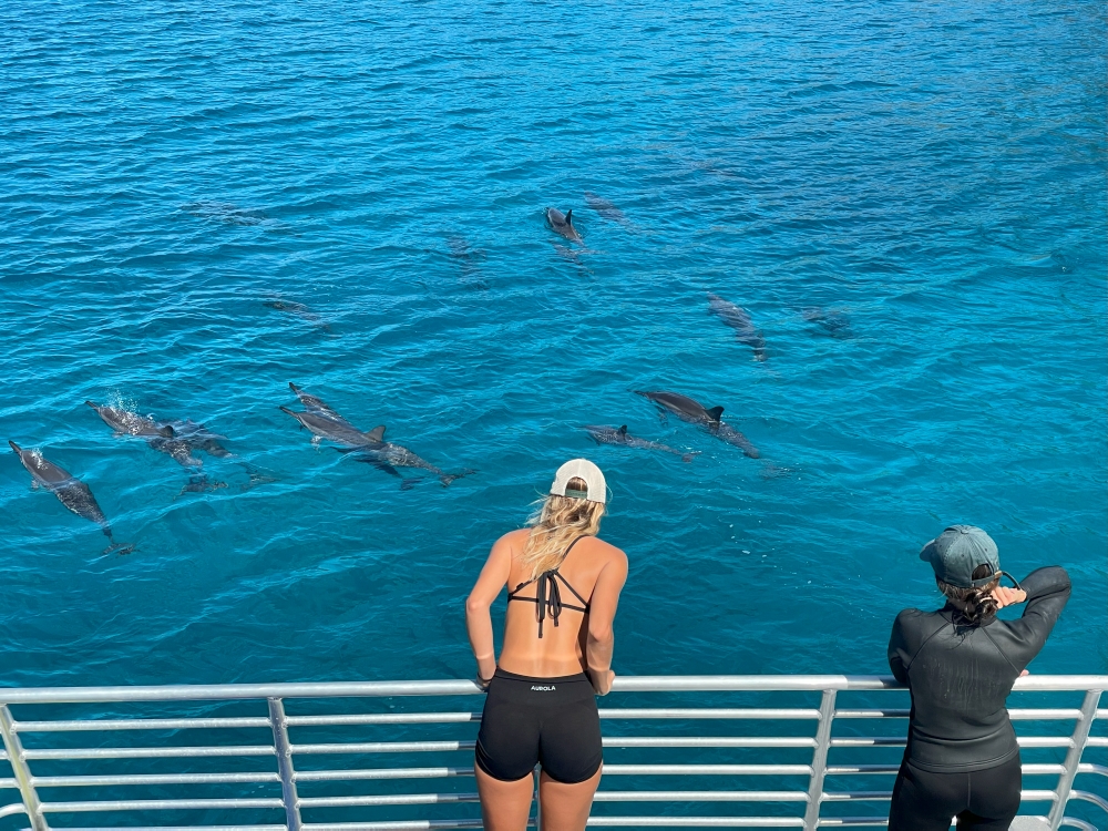 Afternoon Dolphin Watch & Reef Snorkel With Ocean Activities