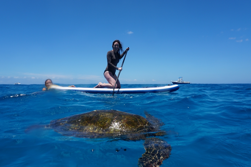 Waikiki Turtle Snorkel