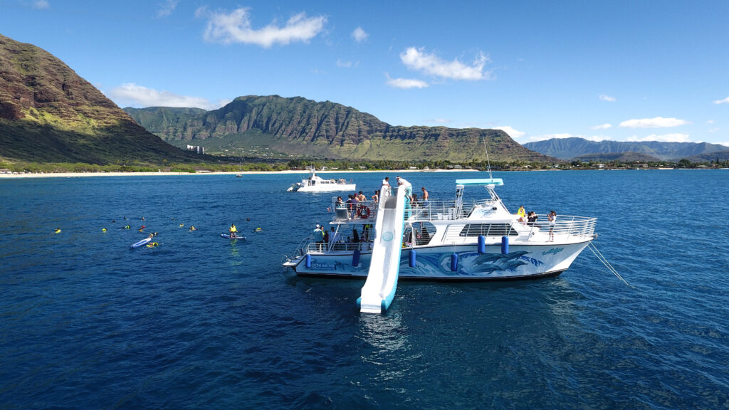 Dolphins Adventure & Turtle Snorkel With Lunch