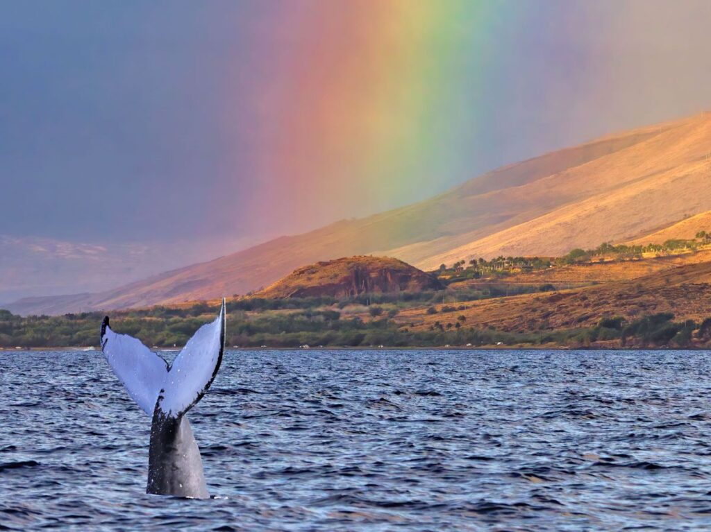 Waikoloa Morning Whale Watch