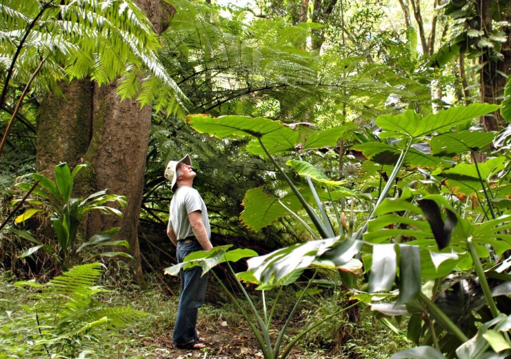 Waterfall & Rainforest Hike