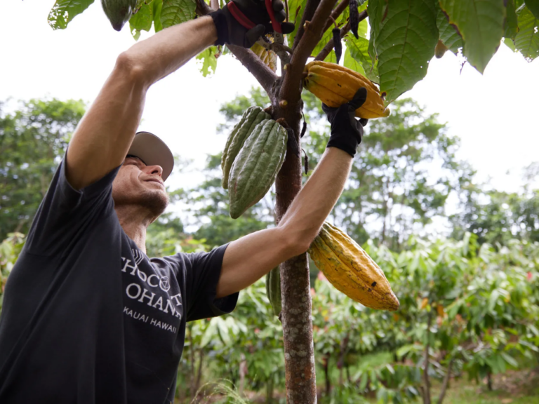 Chocolate Farm Tour & Tasting