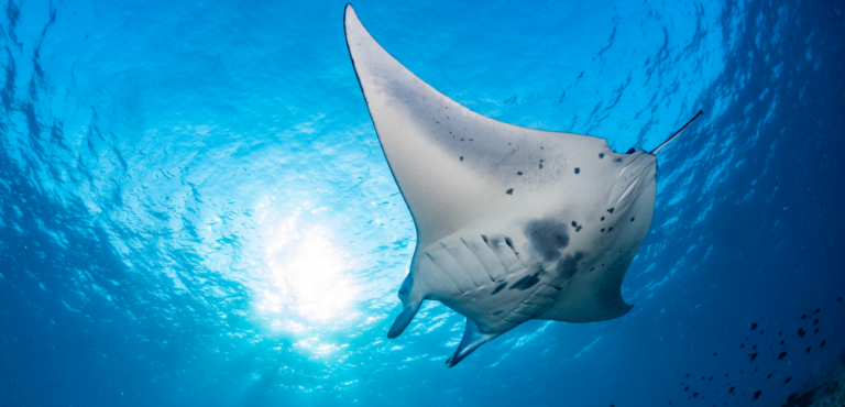 The Best Manta Ray Night Snorkel Tours on the Big Island, Compared for 2026