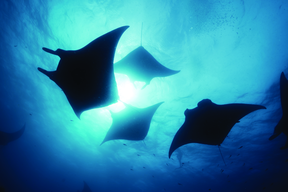 Night Manta Experience