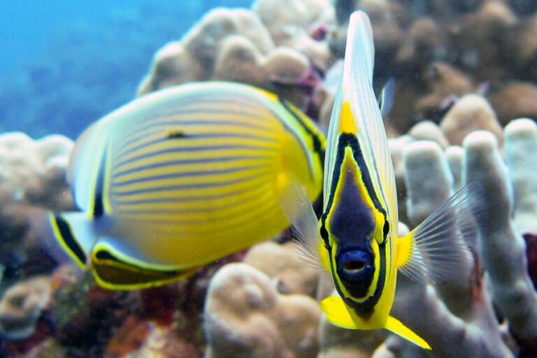 Discover Molokini Snorkel
