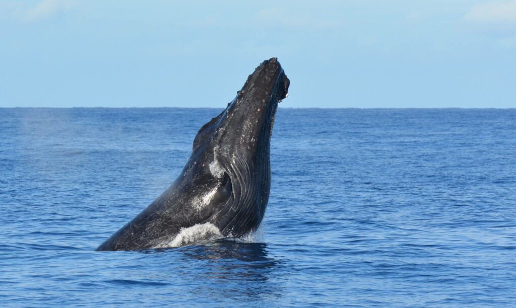 Early Morning Whale Watch – Anaeho’omalu Bay