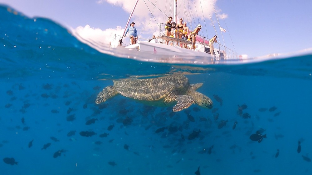 Turtle Canyon Snorkel and Sail