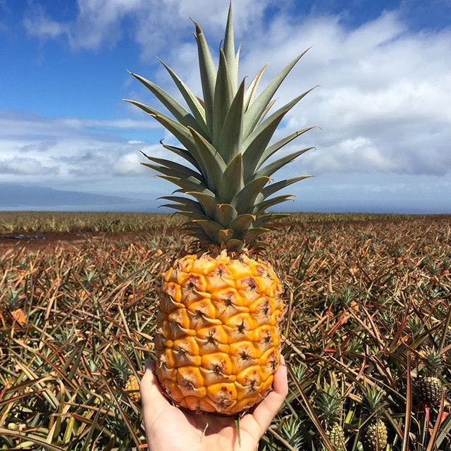Maui Pineapple Tour