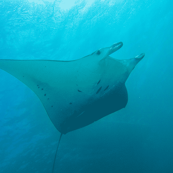 Night Manta Ray Snorkel Tour - 6:00 PM
