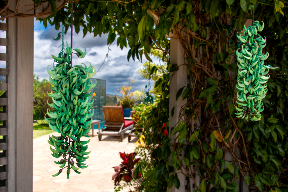 Kula Organic Farm Tour - 1.5 Hr