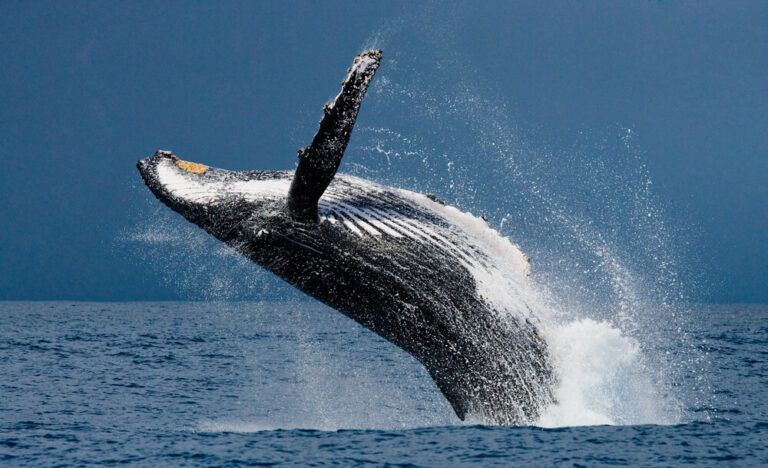 Whale-Watching in Maui in 2026-2027: Season Guide, Best Tours & Tips, and How to Reserve