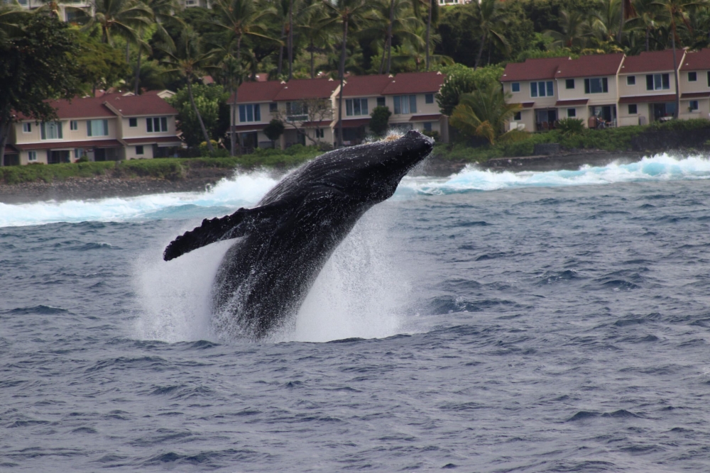 Kona Whale Watch