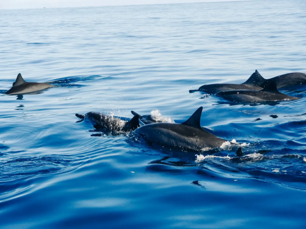 dolphin watching