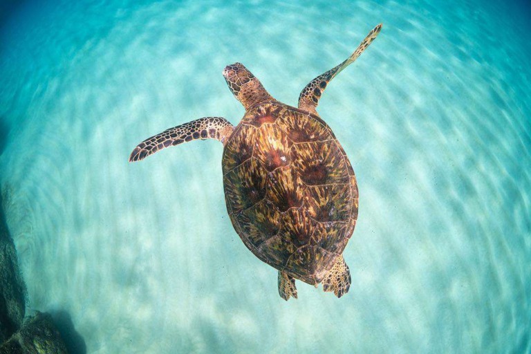 Island Tour with Turtle Snorkel