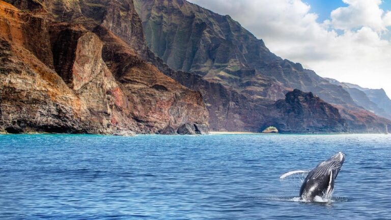 Poipu Whale Watching Tour