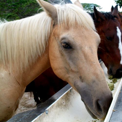 Scenic Valley Horseback Riding Tour