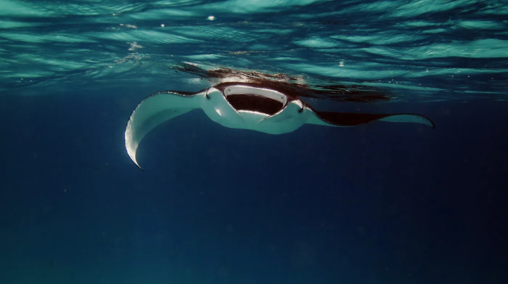 Manta Ray Night Snorkel Keauhou Bay