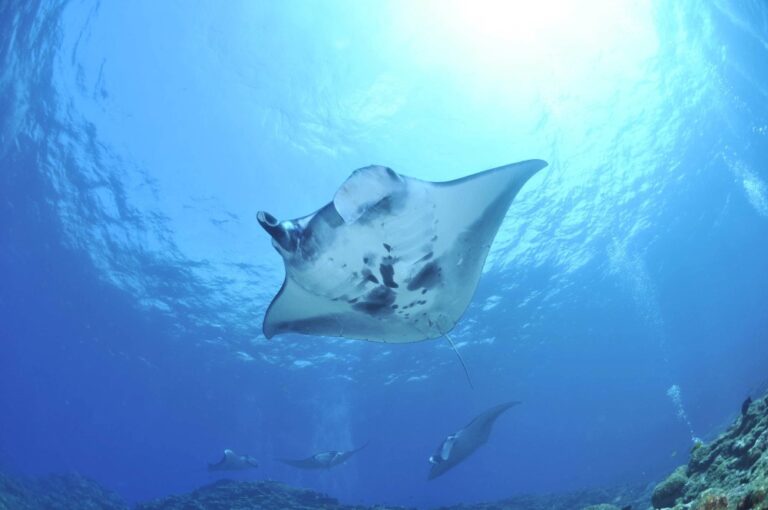Night Manta Ray Kayak and Snorkel