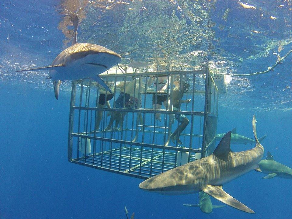 Haleiwa Cage Dive With Sharks