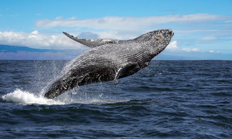Morning Whale Watch