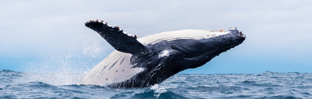 Whales-Dolphins-Banner