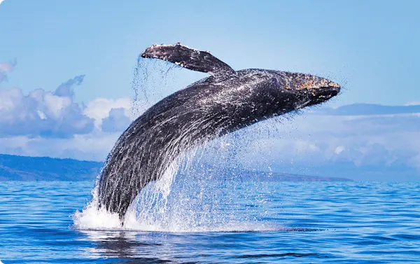 Majestic Whale Watch