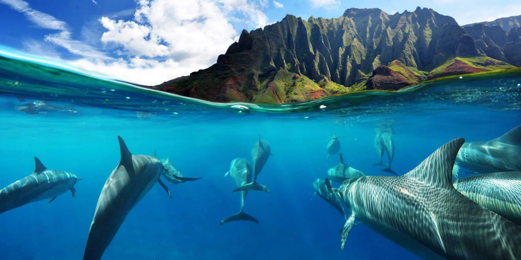 dolphin