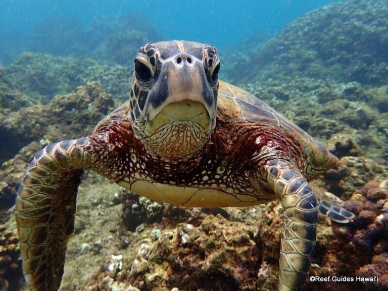 Turtle Snorkel Adventure