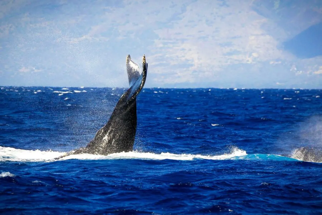 Ma’alaea Whale Watch