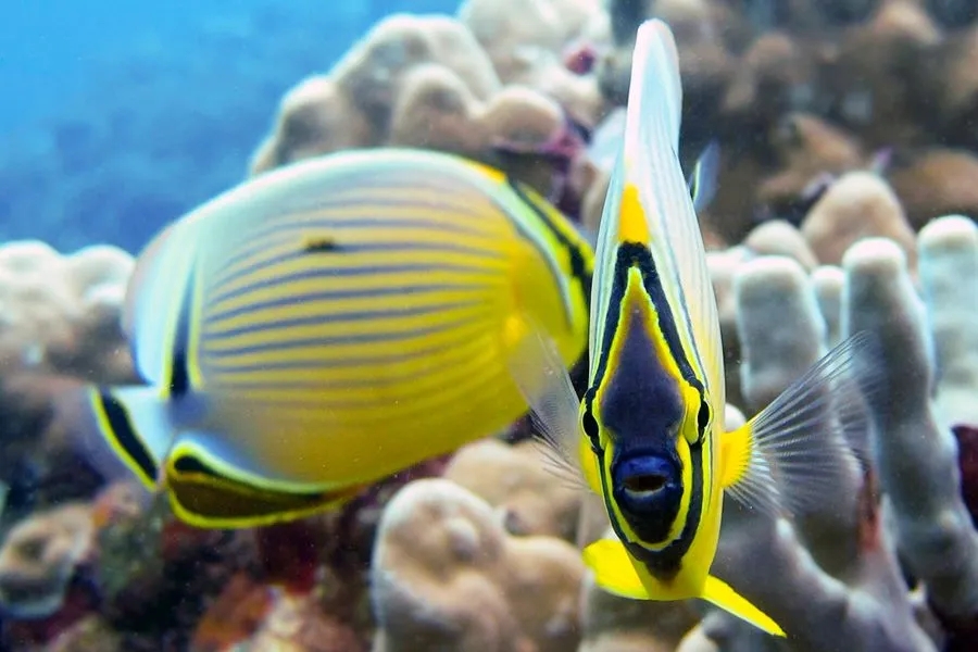 Discover Molokini Snorkel