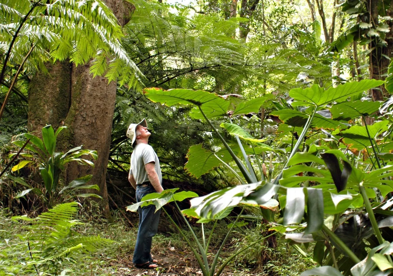 Waterfall & Rainforest Hike