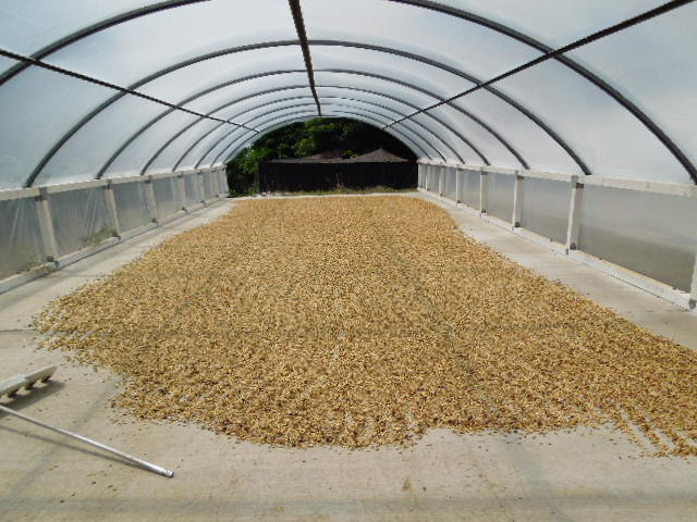 Coffee Farm & Mill Tour