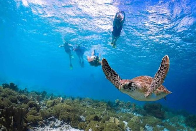 Turtle Snorkel Adventure